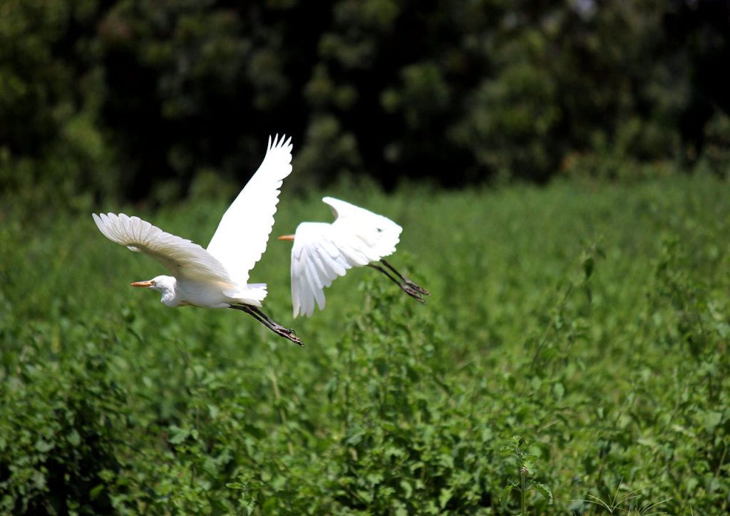 Edital apoia restauração ecológica. (Foto: Divulgação/Pexels)