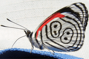 Borboleta 88