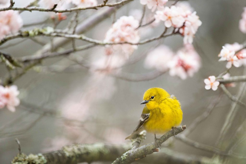 Picanço-de-crista-amarela avistado no Congo. (Foto: Ray Hennessy/Unsplash)