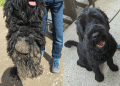 Transformação: cão que estava com pelos embolados é resgatado