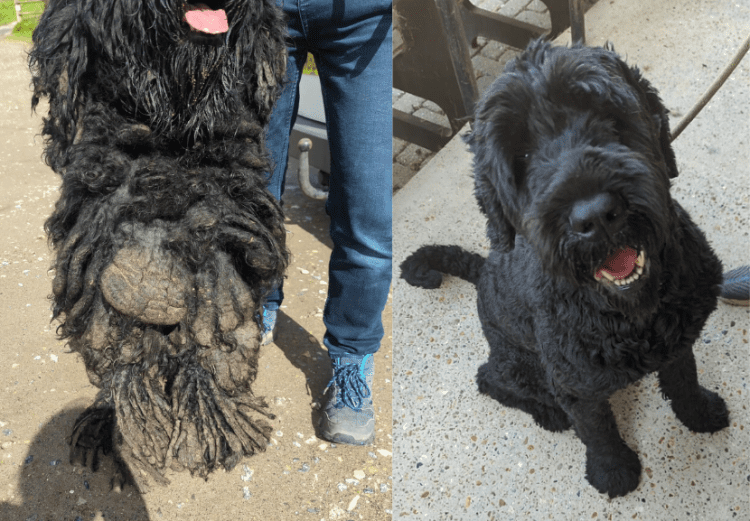 Transformação: cão que estava com pelos embolados é resgatado
