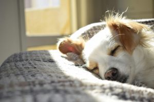 holanda zera cães em situação de rua