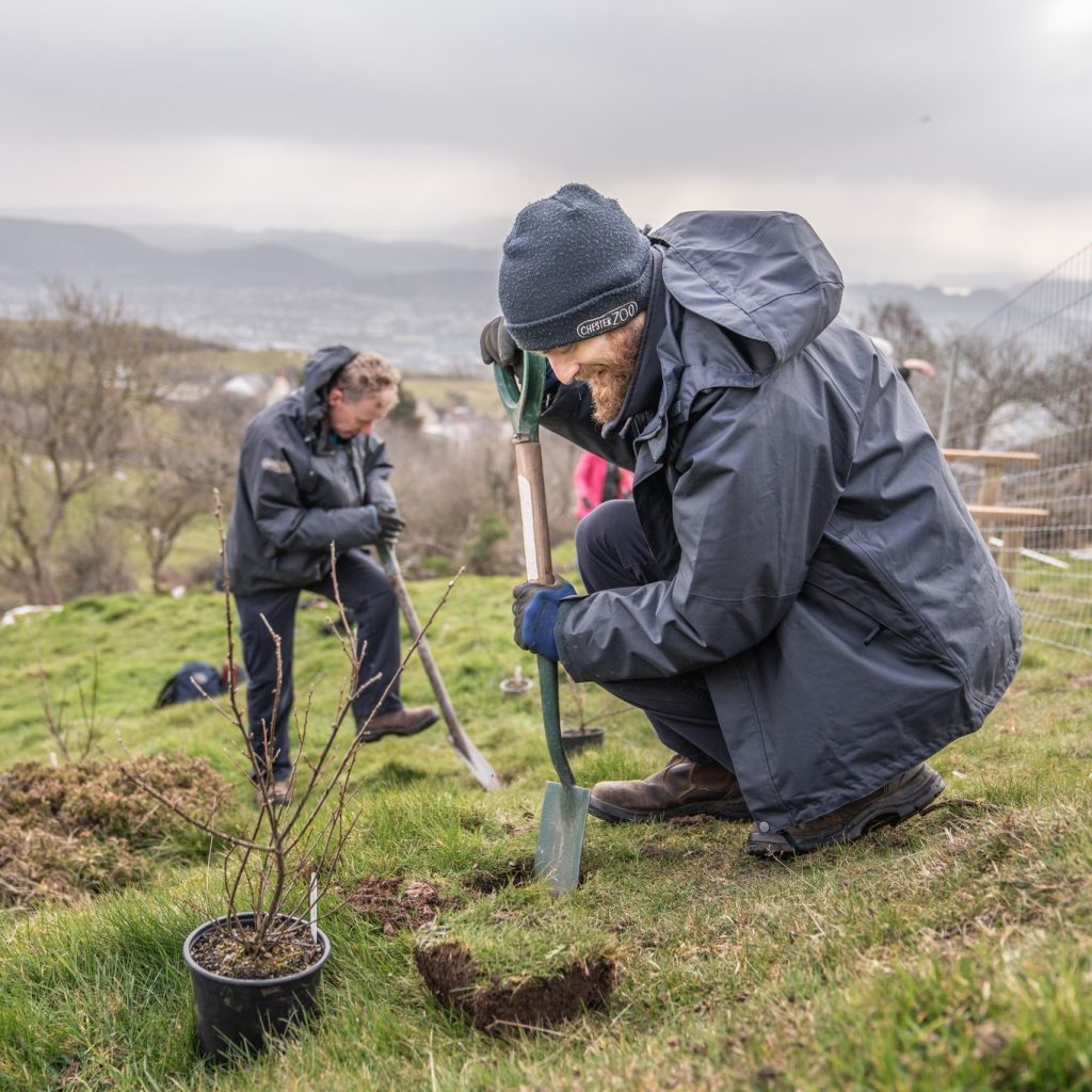 Planta extremamente rara é reintroduzida em Gales após 40 anos