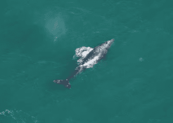 espécia rara de baleia