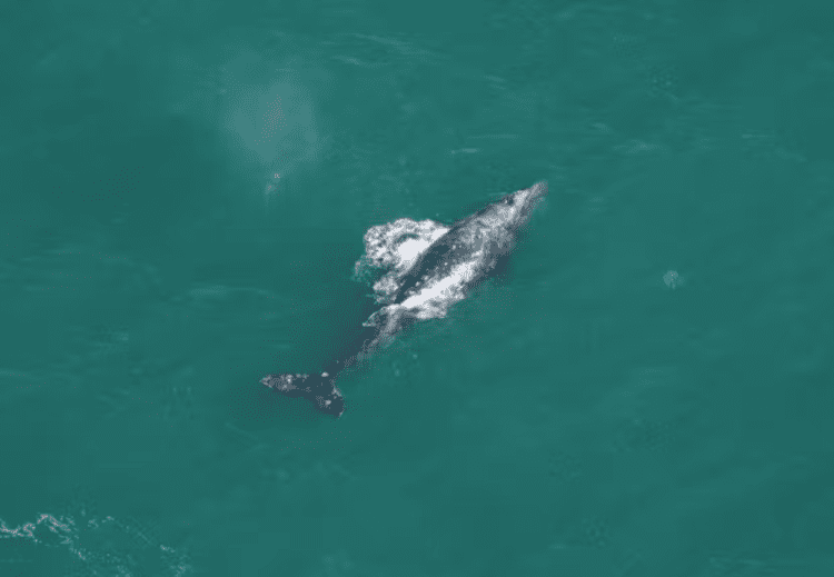 espécia rara de baleia