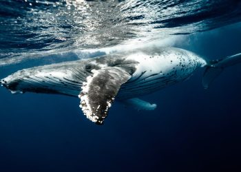 Comunicação entre humanos e baleias. (Foto: Eliane Dipp/Pexels)
