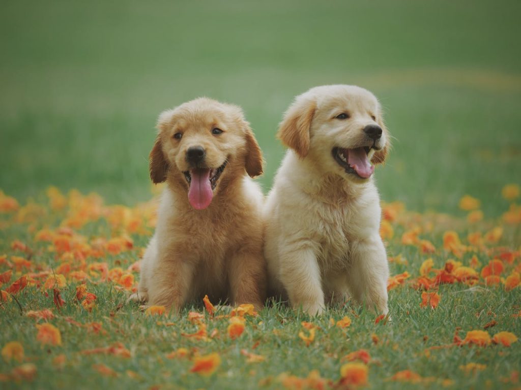 Cuidados com pets no calor intenso. (Foto: Chevanon/Pexels)