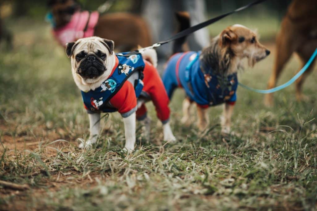 Evento de adoção de pets promove responsabilidade. (Foto: Matheus Bertelli/Pexels)