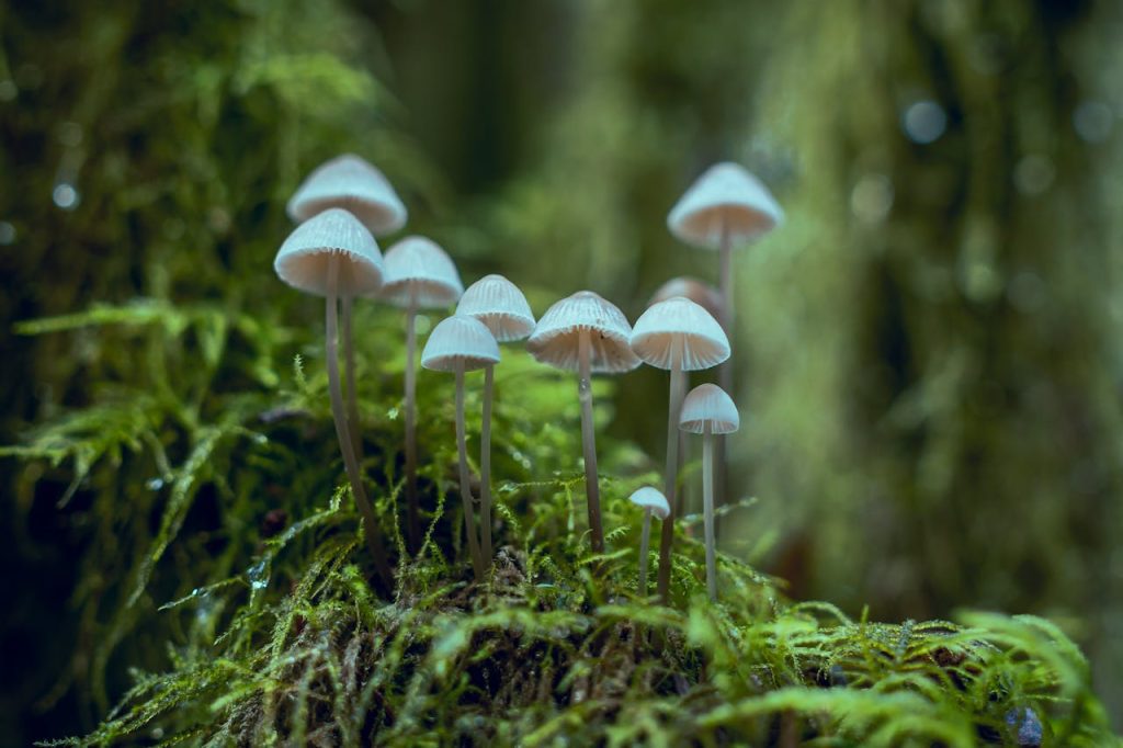 Fungos contra poluição. (Foto: Chris G/Pexels)