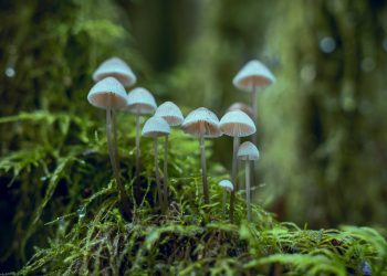 Fungos contra poluição. (Foto: Chris G/Pexels)