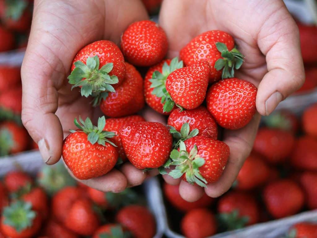 Incentivo à agroecologia em Niterói. (Foto: Filipp Romanovski/Pexels)