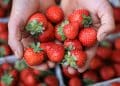 Incentivo à agroecologia em Niterói. (Foto: Filipp Romanovski/Pexels)