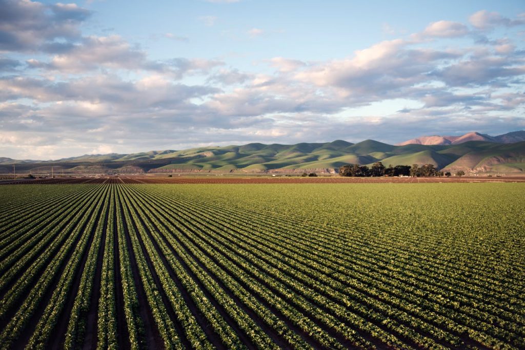 Inovação aberta no Agronegócio. (Foto: Tim Mossholder/Pexels)