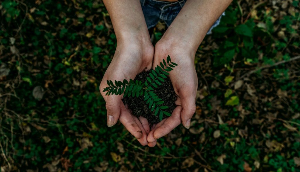 Plano nacional por Desenvolvimento Verde. (Foto: Noah Buscher/Pexels)