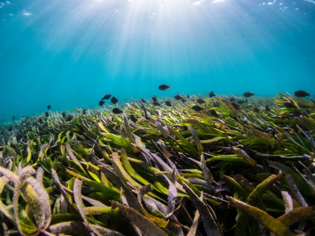 Algas marinhas podem ser novas aliadas contra crise climática