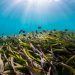 Algas marinhas podem ser novas aliadas contra crise climática