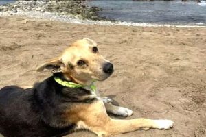 'Vaguito': A saga do cão que aguarda diariamente seu dono na praia e inspira um filme
