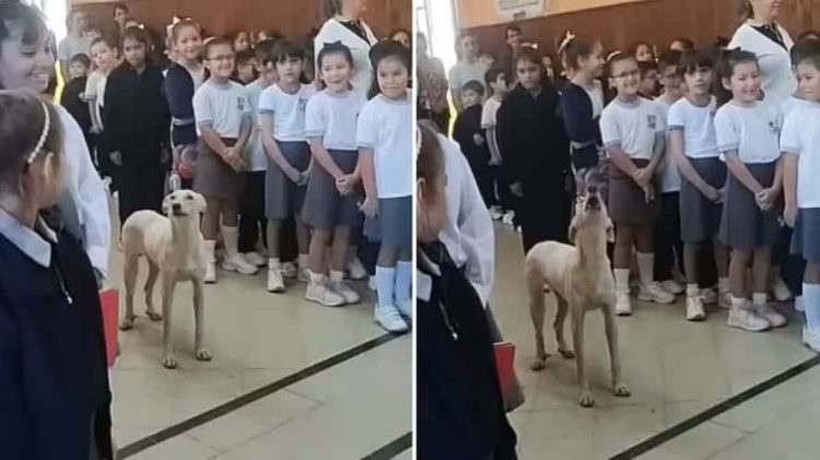 Cão caramelo invade escola e 'canta' hino nacional com alunos