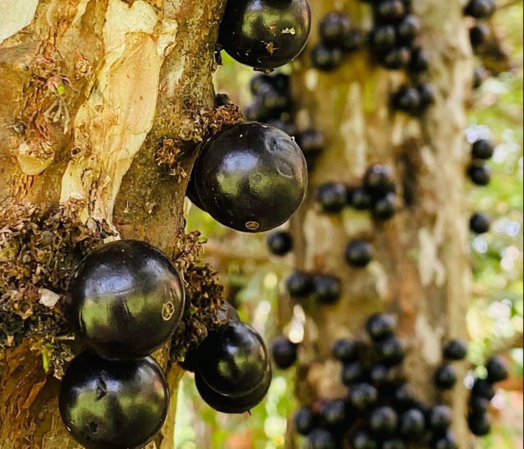 casca de jabuticaba