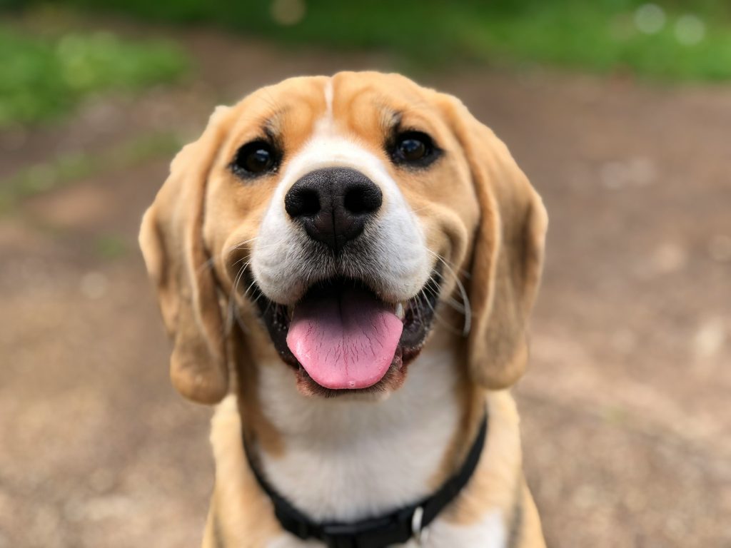 Nova vacina aumenta sobrevivência de cachorros com câncer