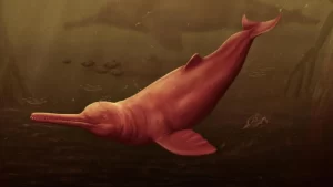 fóssil gigante de boto golfinho