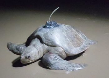 A revolução da telemetria na salvaguarda das tartarugas