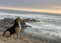 Vaguito: cão que espera dono na praia todos os dias inspira filme