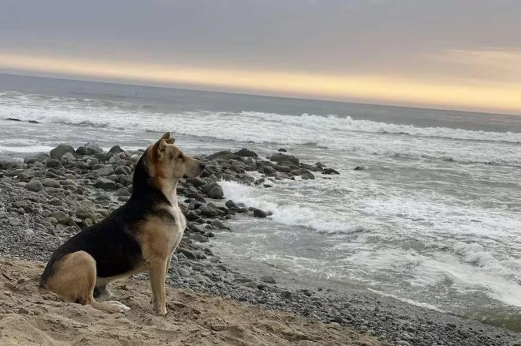 Vaguito: cão que espera dono na praia todos os dias inspira filme