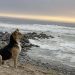 Vaguito: cão que espera dono na praia todos os dias inspira filme