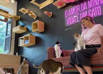 Conheça o Gato Café, no Rio de Janeiro. (Foto: Divulgação/Gato Café)