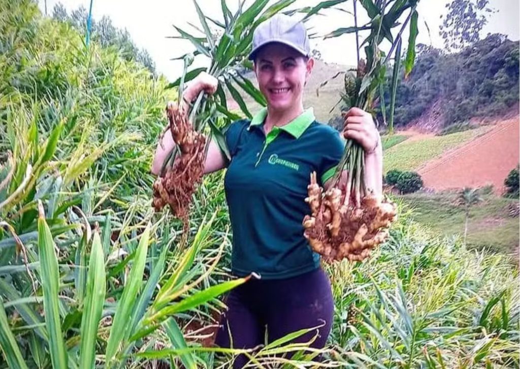 Coopginger: liderança feminina reinventa mercado de gengibre