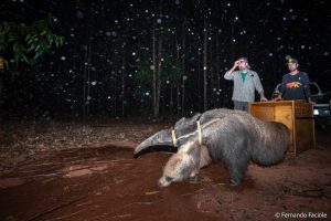 Tamanduá Hanna: brasileiro brilha em concurso de fotografia ambiental