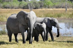 elefantes inteligentes