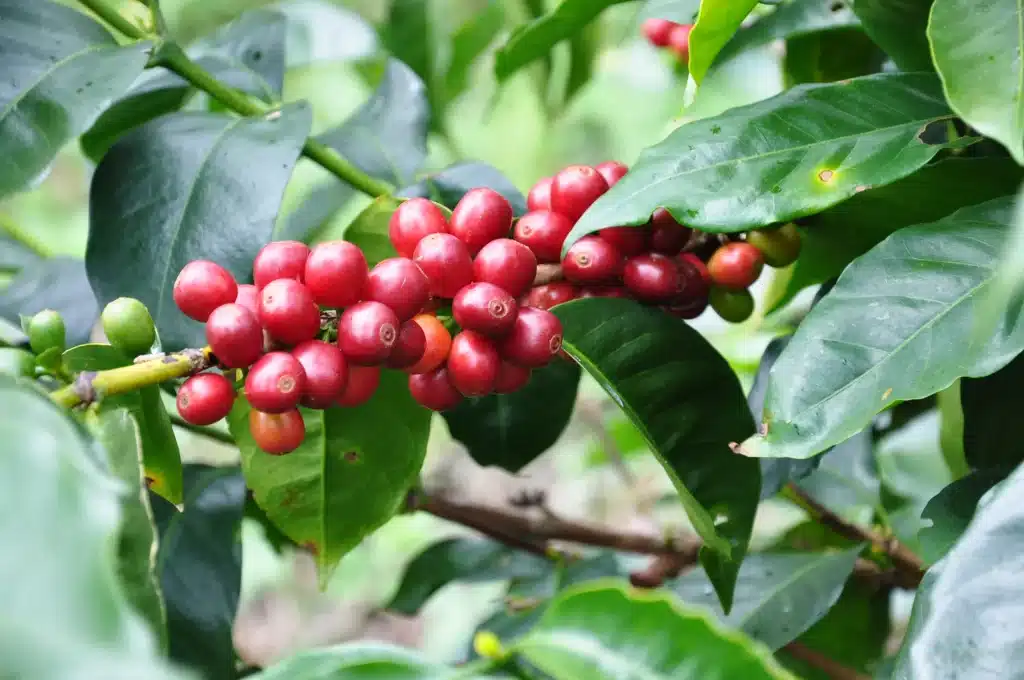 Café Geisha agora disponível em São Paulo (Foto: Divulgação)