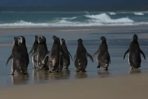 Pinguins em santa catarina pinguim-de-Magalhães