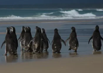Pinguins em santa catarina pinguim-de-Magalhães