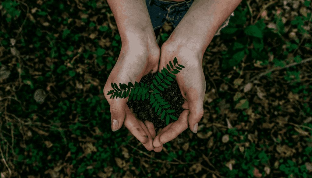 Prêmio Zayed de Sustentabilidade. (Foto: Noah Buscher/Unsplash)