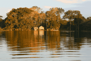 Saiba tudo sobre o Museu das Amazônias. (Foto: Nareeta Martin/Unsplash)