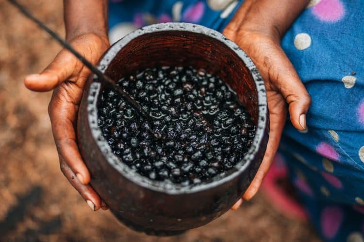 Açaí é uma das frutas mais conhecidas da Amazônia. (Foto ilustrativa: Christian Alemu/Pexels)