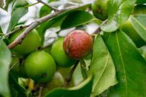 Benefícios do camu-camu para a saúde. (Foto: Divulgação)