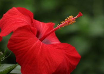 Hipertensão - Chá Hibisco