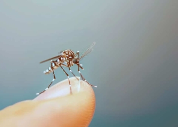 Aedes aegypti: Elimine os focos do mosquito em 10 minutos