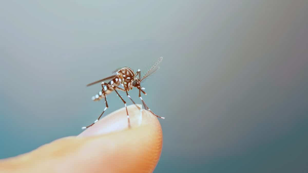 Aedes aegypti: Elimine os focos do mosquito em 10 minutos