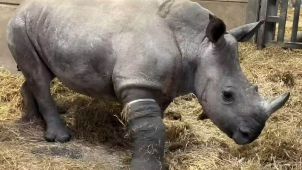 Bebê rinoceronte curado por veterinários.