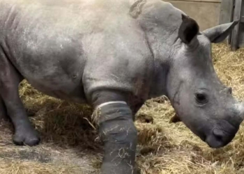 Bebê rinoceronte curado por veterinários.