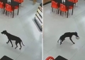 Cachorro furta bolo em padaria e vídeo viraliza nas redes