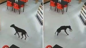 Cachorro furta bolo em padaria e vídeo viraliza nas redes