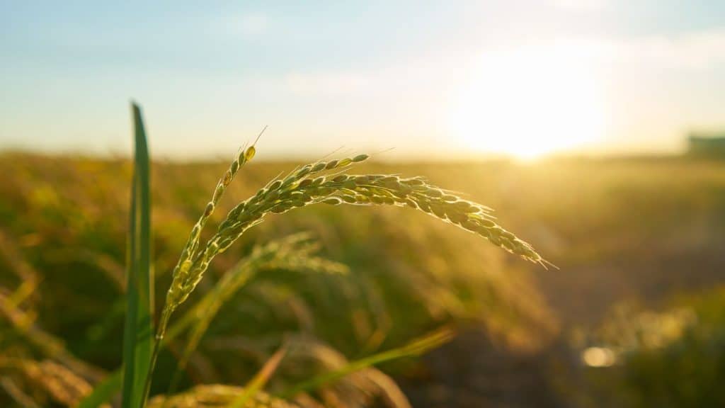 Imagem de plantação de arroz para evitar enchentes.