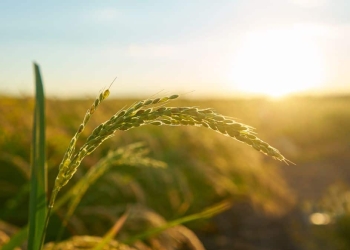 Imagem de plantação de arroz para evitar enchentes.