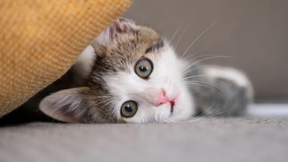 Furacão une piloto e gatinho resgatado em emocionante adoção